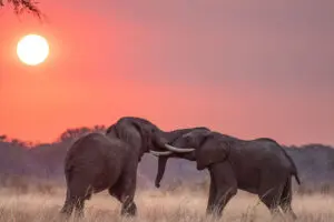 Elefantenbullen im Kampf vor dem Chada Katavi Camp bei Sonnenuntergang.