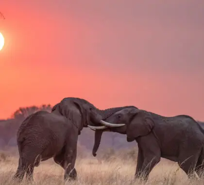 Lucha de elefantes macho frente al campamento de Chada Katavi al atardecer.