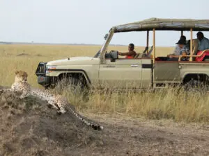 The Masai Mara's open plains are ideal hunting grounds for cheetah.

