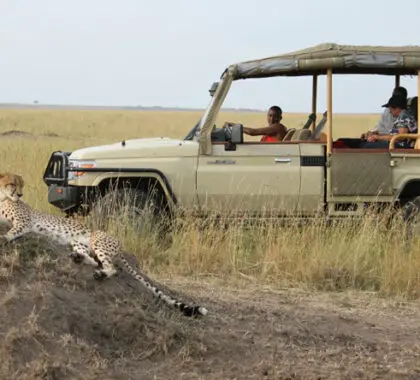 Las llanuras abiertas del Masai Mara son un terreno de caza ideal para el guepardo.