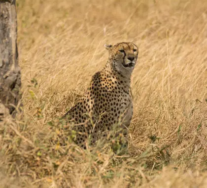 Incredible wildlife.