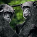 Visite el santuario de chimpancés rescatados.
