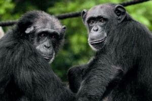 Visite el santuario de chimpancés rescatados.