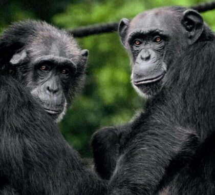 Visit the rescued chimpanzee sanctuary.