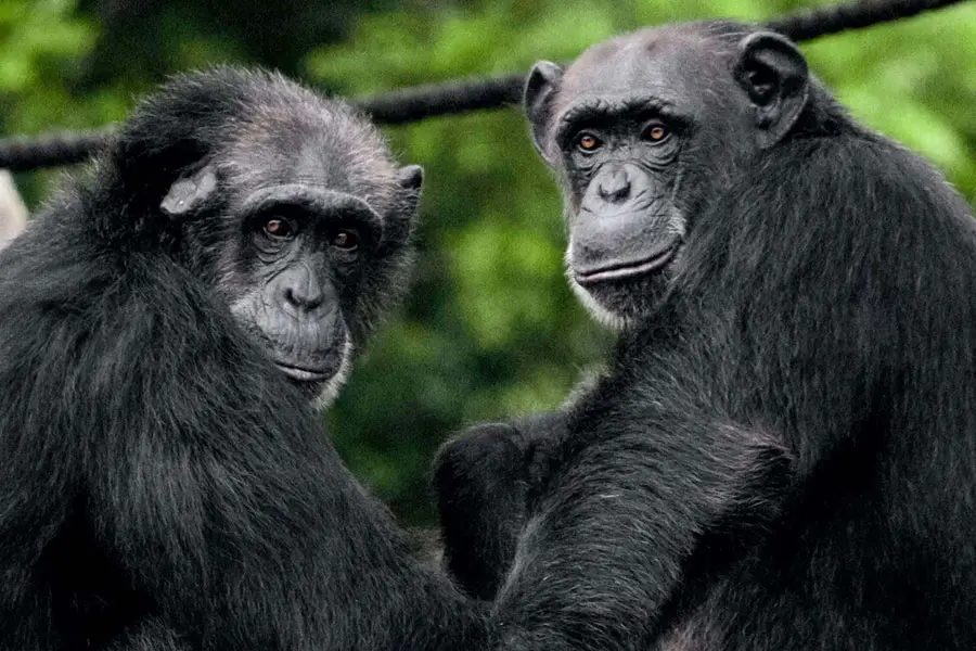 Visite el santuario de chimpancés rescatados.