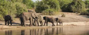 chobe-2