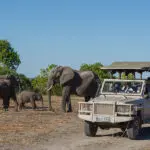 Fantásticos safaris en los alrededores del Chobe Game Lodge.