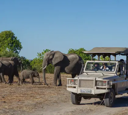 Fantastic game drives around Chobe Game Lodge.