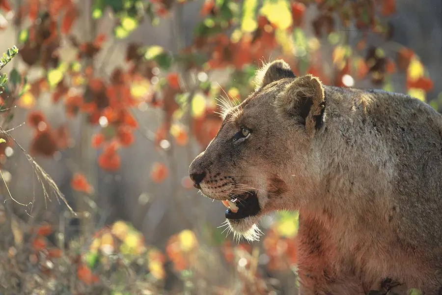 dulini_wildlife_12_ig2