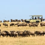 Fotosafari durante la migrazione.