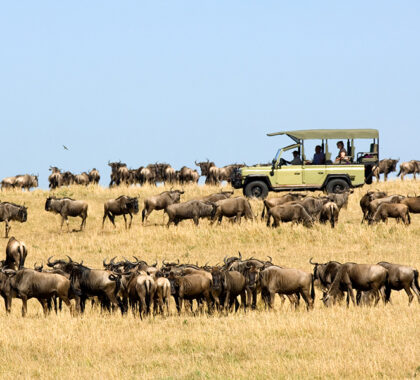 Game drive during the migration.