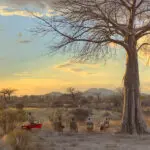 Recorrer en coche el Parque Nacional de Ruaha.