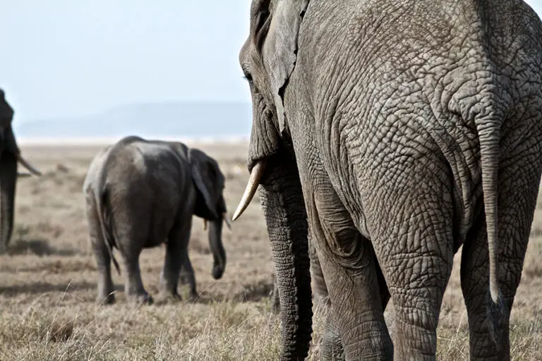 elephant_10