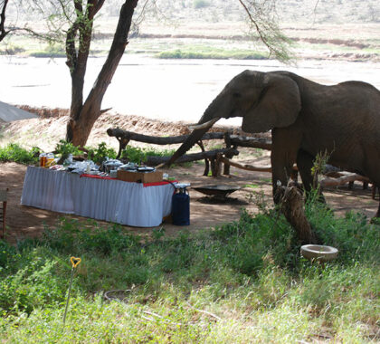 A resident elephant making an appearance before lunch.