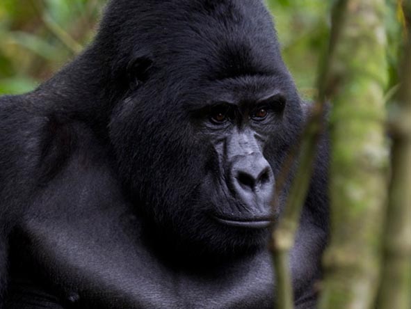 Family groups are usually headed by a huge silverback male - your guide will tell you how to react in his presence!