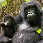 Los gorilas de nuestros destinos en Uganda y Ruanda -incluso las madres con crías- se muestran extraordinariamente relajados con los humanos.