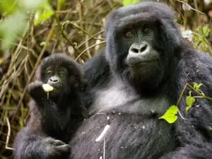 Los gorilas de nuestros destinos en Uganda y Ruanda -incluso las madres con crías- se muestran extraordinariamente relajados con los humanos.