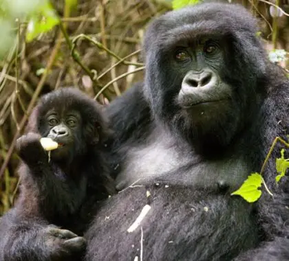 Los gorilas de nuestros destinos en Uganda y Ruanda -incluso las madres con crías- se muestran extraordinariamente relajados con los humanos.