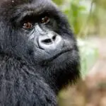Un encuentro cercano con gorilas de montaña salvajes suele ser el punto culminante de cualquier safari.