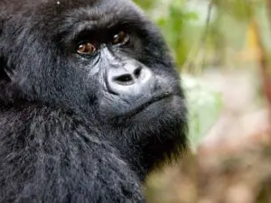 Un encuentro cercano con gorilas de montaña salvajes suele ser el punto culminante de cualquier safari.