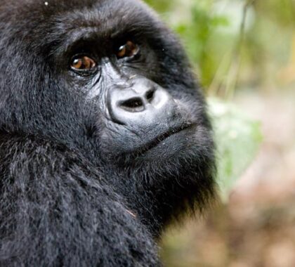 An up-close encounter with wild mountain gorillas is often the highlight of any safari.
