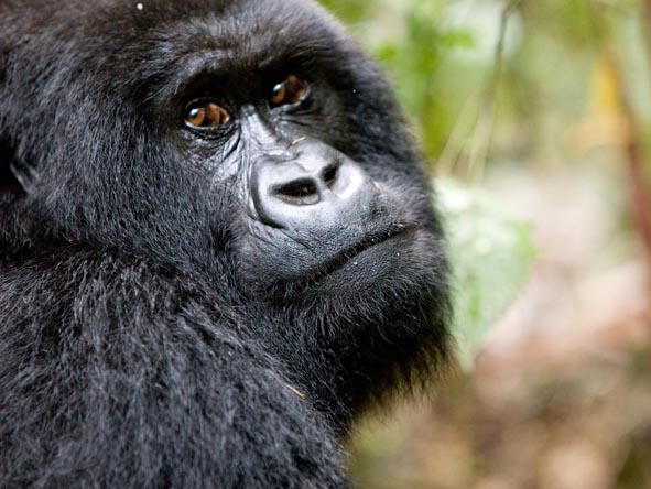 An up-close encounter with wild mountain gorillas is often the highlight of any safari.