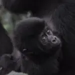 Los gorilas de montaña jóvenes suelen sentir tanta curiosidad por ti como tú por ellos.