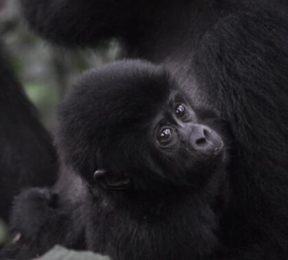 Young mountain gorillas are often as curious about you as you are of them!