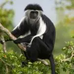 El trekking con gorilas también ofrece la oportunidad de avistar otros primates, como monos colobos blancos y negros.