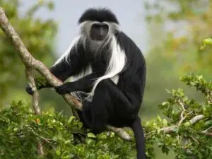 El trekking con gorilas también ofrece la oportunidad de avistar otros primates, como monos colobos blancos y negros.