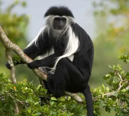 El trekking con gorilas también ofrece la oportunidad de avistar otros primates, como monos colobos blancos y negros.