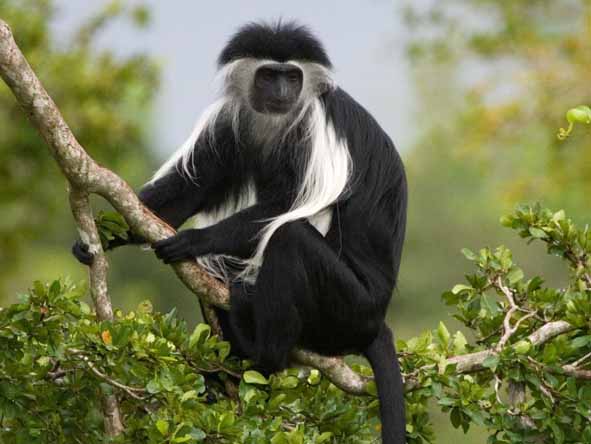 Gorilla trekking also gives you the chance to spot other primates such as black & white colobus monkeys.