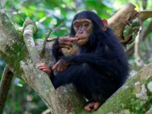 El senderismo en busca de chimpancés se está haciendo tan popular como el de gorilas. Pregúntenos sobre la posibilidad de combinar ambas experiencias.