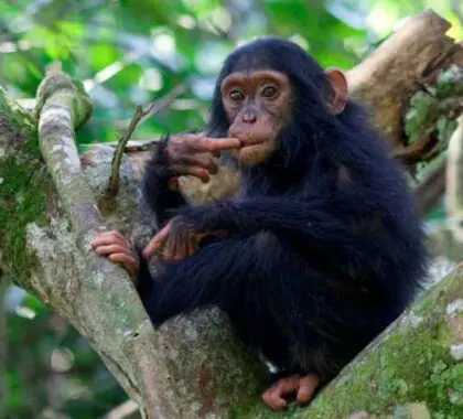 El senderismo en busca de chimpancés se está haciendo tan popular como el de gorilas. Pregúntenos sobre la posibilidad de combinar ambas experiencias.