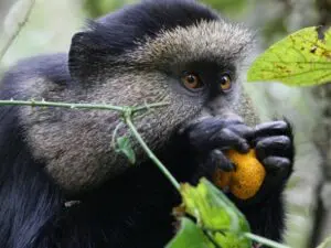 Los monos azules de la selva tropical son uno de los primates más comunes que verá durante sus paseos por la jungla.