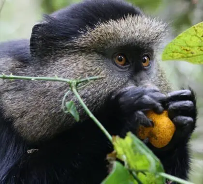 Los monos azules de la selva tropical son uno de los primates más comunes que verá durante sus paseos por la jungla.
