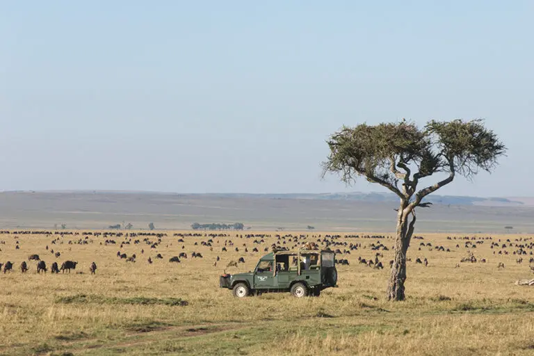 Witness the wildebeest migration.
