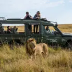 Rastreo de leones en el Masai Mara con Governors' Camp.