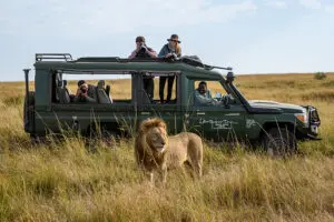 Rastreo de leones en el Masai Mara con Governors' Camp.