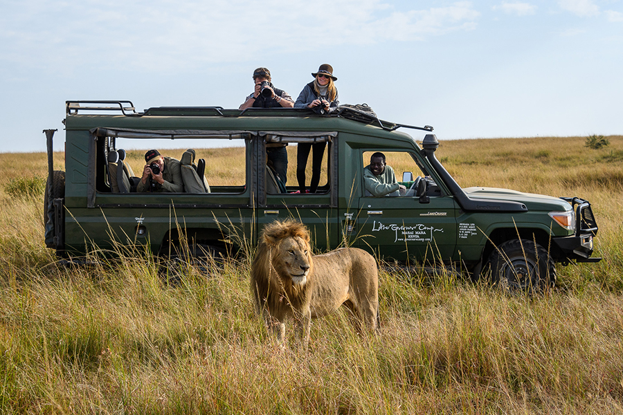 A lion in close proximity to the safari vehicle in the Masai Mara, Kenya