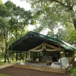 Íntimo campamento de tiendas, situado en una zona boscosa del Masai Mara.