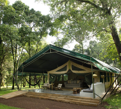 Intimate tented camp, situated within a forested area of the Masai Mara.