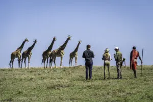 Walking safaris.