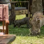 Wildlife roams the grounds.