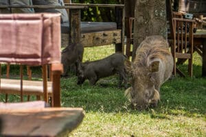 Wildlife roams the grounds.