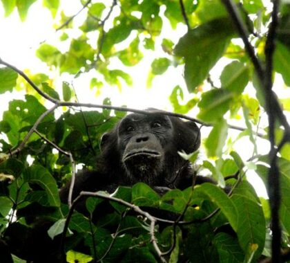 A trek through the rainforest of the Mahale Mountains may reveal one of its endangered chimpanzees.
