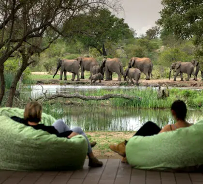 herd of elephants at Timbavati