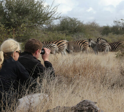 A herd of plains zebra spotted in the grassy woodland.