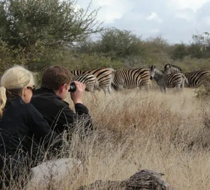 herd of zebra at Timbavati Game Reserve