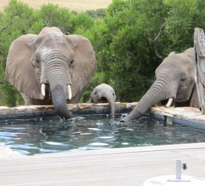 HillsNek Safaris Elephants Drinking